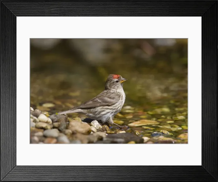 Framed Print : Picture No. 11676683 Framed Print : Picture No. 11676683