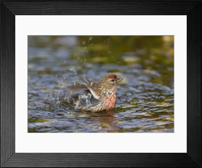 Framed Print : Picture No. 11676686 Framed Print : Picture No. 11676686
