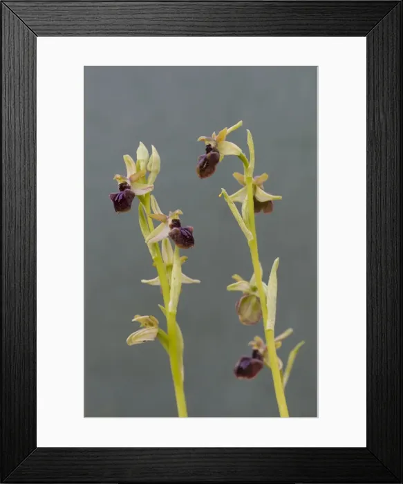 Framed Print : Picture No. 11676443 Framed Print : Picture No. 11676443