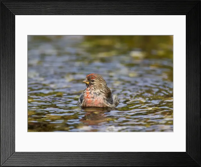 Framed Print : Picture No. 11676442 Framed Print : Picture No. 11676442