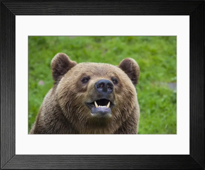 Framed Print : Picture No. 11676444 Framed Print : Picture No. 11676444