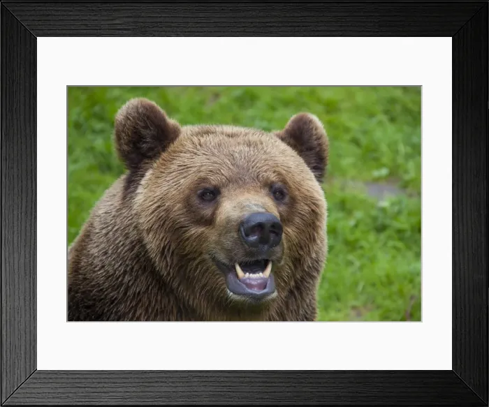 Framed Print : Picture No. 11676445 Framed Print : Picture No. 11676445