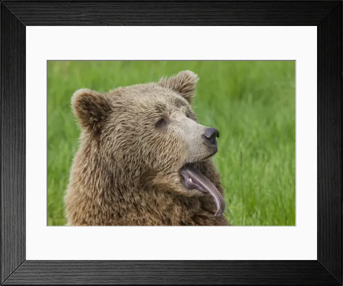 Framed Print : Picture No. 11676446 Framed Print : Picture No. 11676446