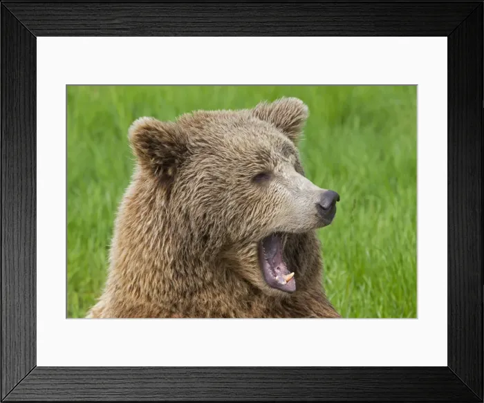 Framed Print : Picture No. 11676447 Framed Print : Picture No. 11676447