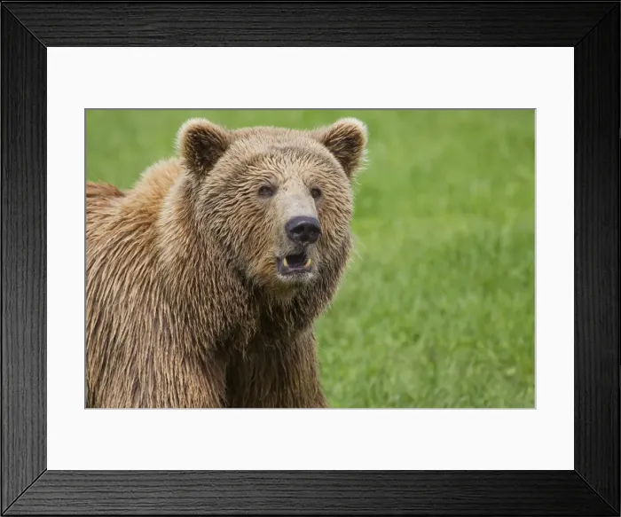 Framed Print : Picture No. 11676449 Framed Print : Picture No. 11676449