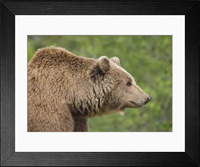 Framed Print : Picture No. 11676448 Framed Print : Picture No. 11676448