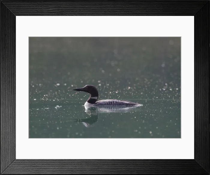 Framed Print : Picture No. 11676451 Framed Print : Picture No. 11676451