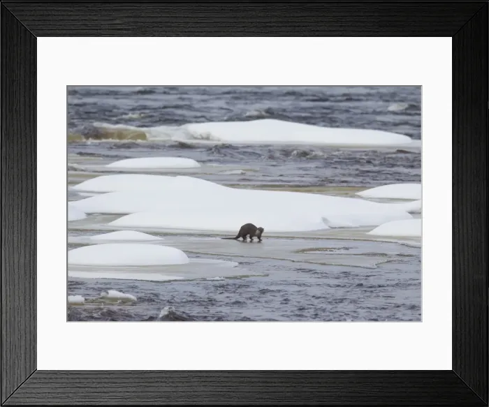 Framed Print : Picture No. 11676450 Framed Print : Picture No. 11676450