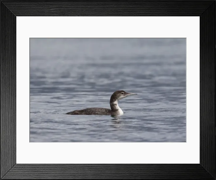 Framed Print : Picture No. 11676454 Framed Print : Picture No. 11676454