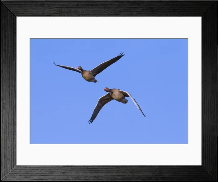 Framed Print : Picture No. 11676455 Framed Print : Picture No. 11676455