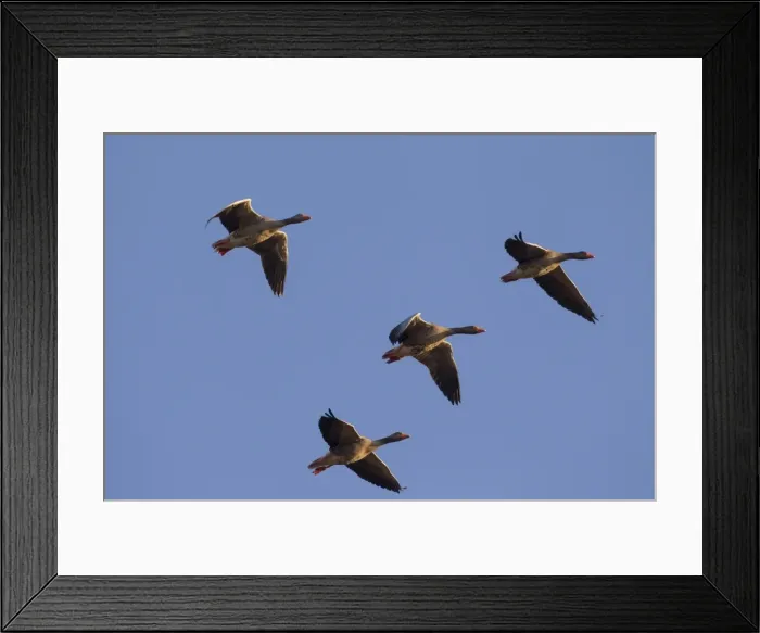 Framed Print : Picture No. 11676458 Framed Print : Picture No. 11676458