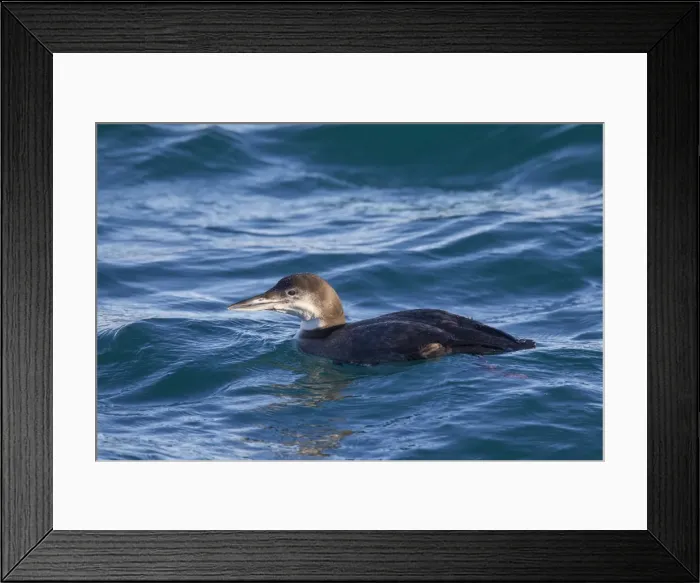 Framed Print : Picture No. 11676453 Framed Print : Picture No. 11676453