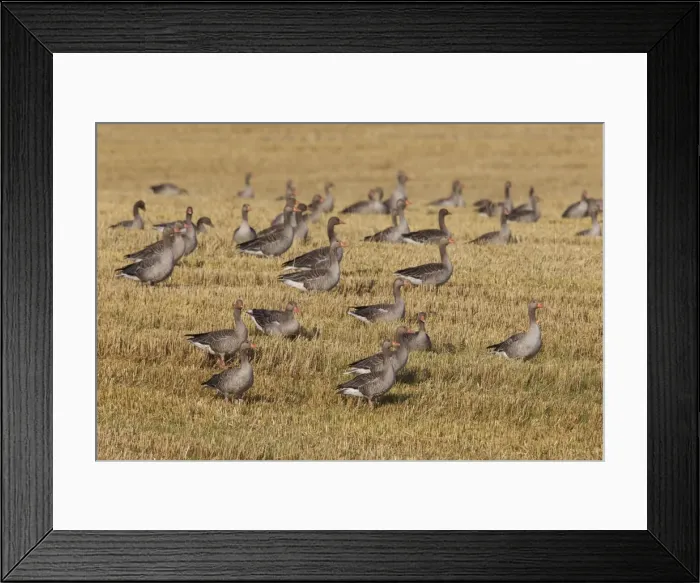 Framed Print : Picture No. 11676459 Framed Print : Picture No. 11676459