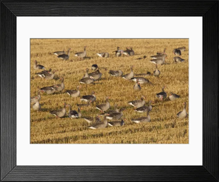 Framed Print : Picture No. 11676460 Framed Print : Picture No. 11676460