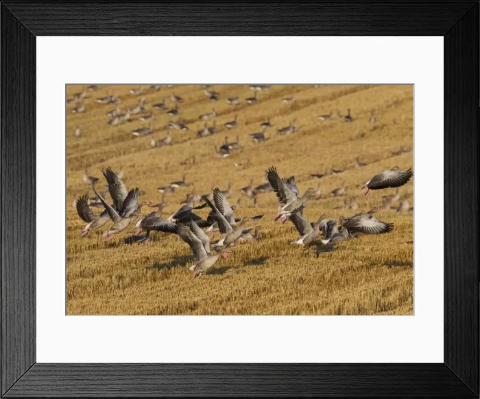 Framed Print : Picture No. 11676461 Framed Print : Picture No. 11676461