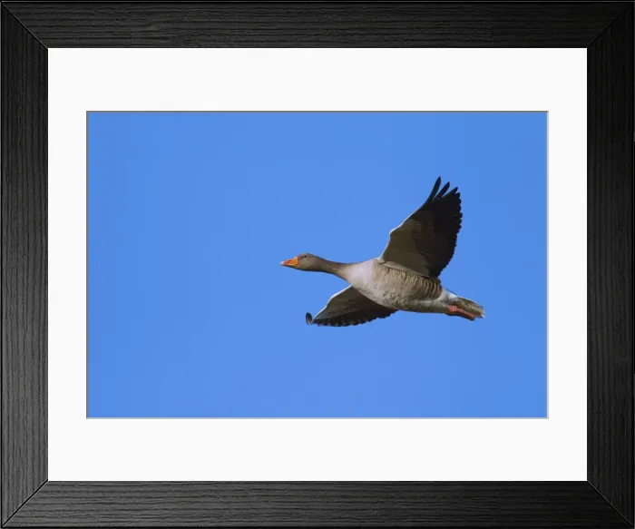 Framed Print : Picture No. 11676462 Framed Print : Picture No. 11676462