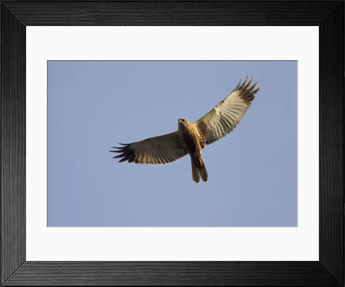 Framed Print : Picture No. 11676469 Framed Print : Picture No. 11676469