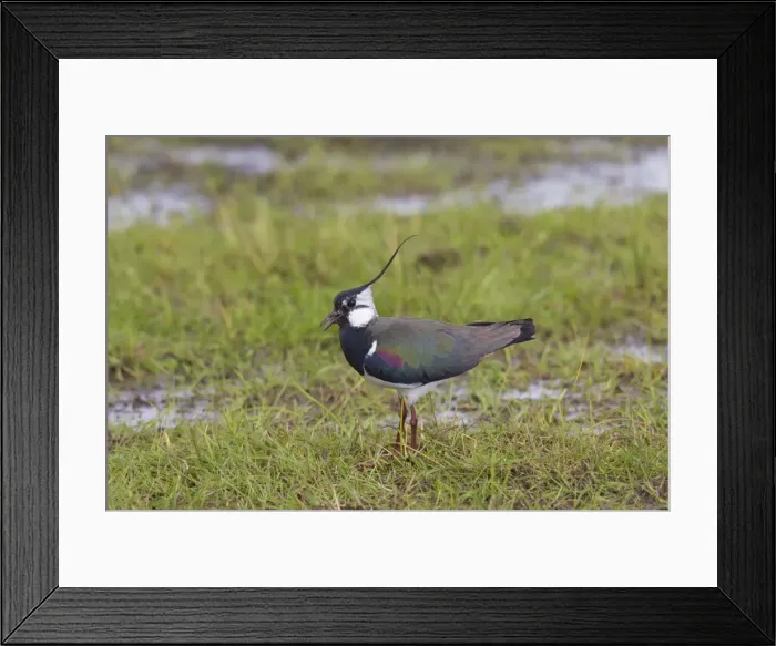 Framed Print : Picture No. 11676470 Framed Print : Picture No. 11676470