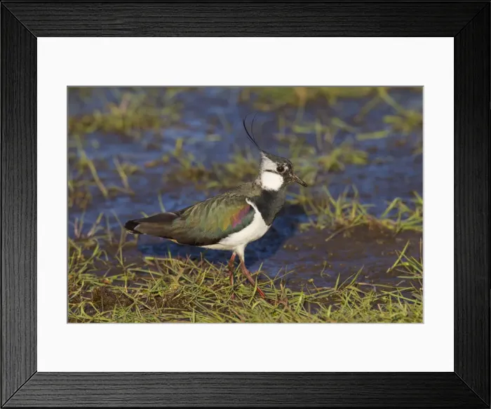 Framed Print : Picture No. 11676472 Framed Print : Picture No. 11676472