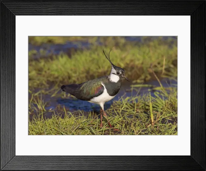 Framed Print : Picture No. 11676473 Framed Print : Picture No. 11676473
