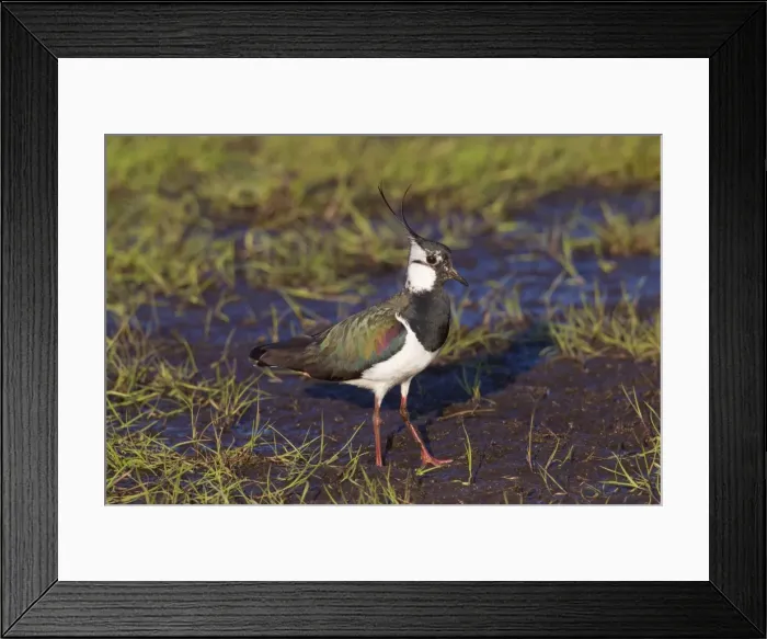 Framed Print : Picture No. 11676471 Framed Print : Picture No. 11676471
