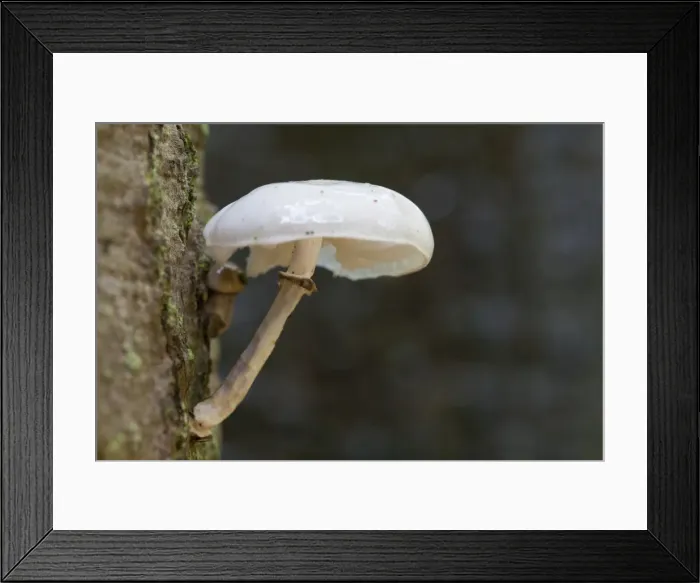 Framed Print : Picture No. 11676474 Framed Print : Picture No. 11676474