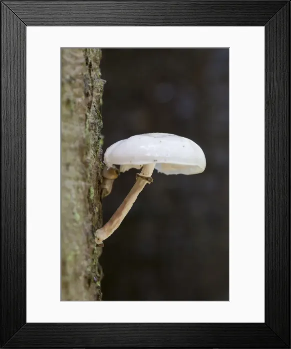 Framed Print : Picture No. 11676475 Framed Print : Picture No. 11676475