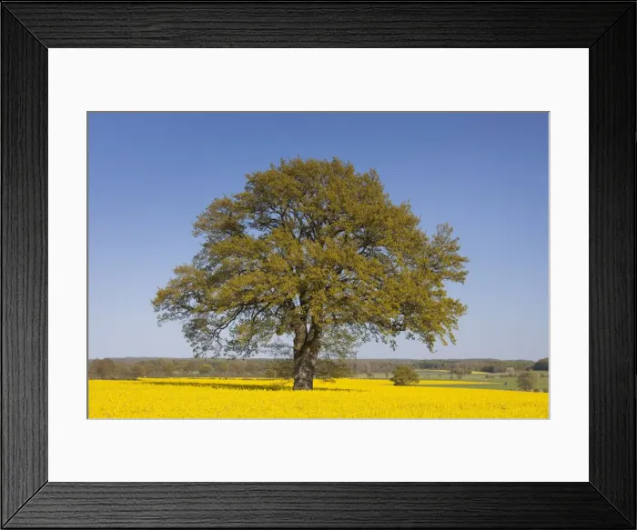 Framed Print : Picture No. 11676477