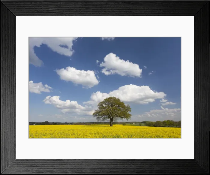 Framed Print : Picture No. 11676476 Framed Print : Picture No. 11676476