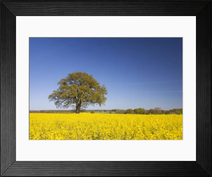 Framed Print : Picture No. 11676478 Framed Print : Picture No. 11676478