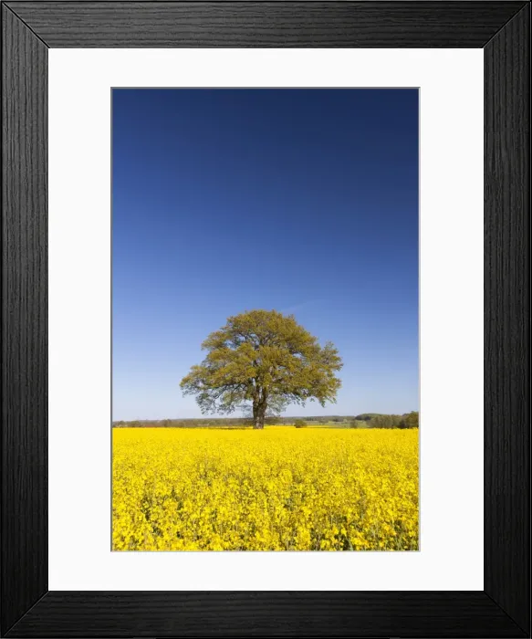 Framed Print : Picture No. 11676480 Framed Print : Picture No. 11676480