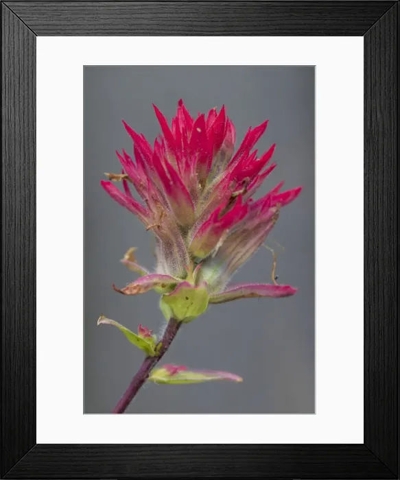 Framed Print : Picture No. 11676481 Framed Print : Picture No. 11676481