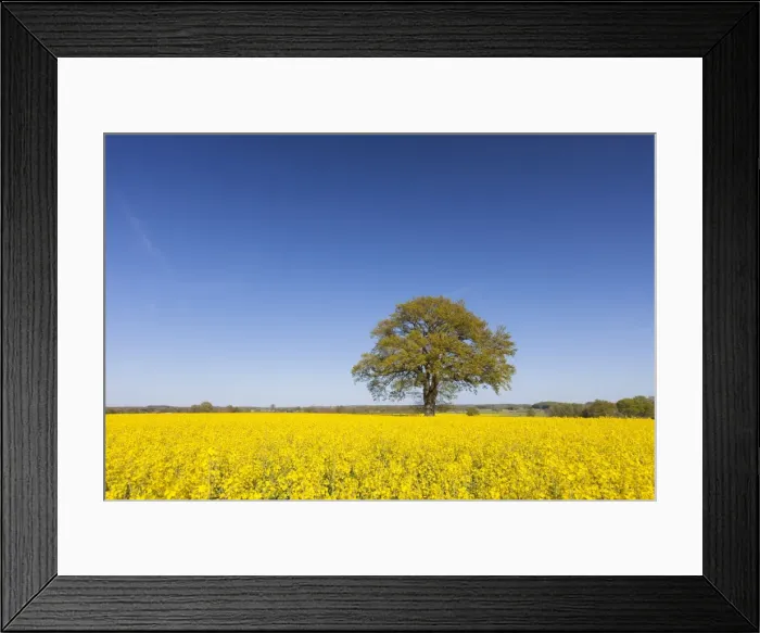 Framed Print : Picture No. 11676479 Framed Print : Picture No. 11676479