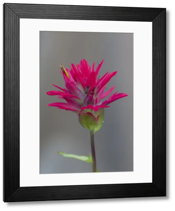 Framed Print : Picture No. 11676482 Framed Print : Picture No. 11676482