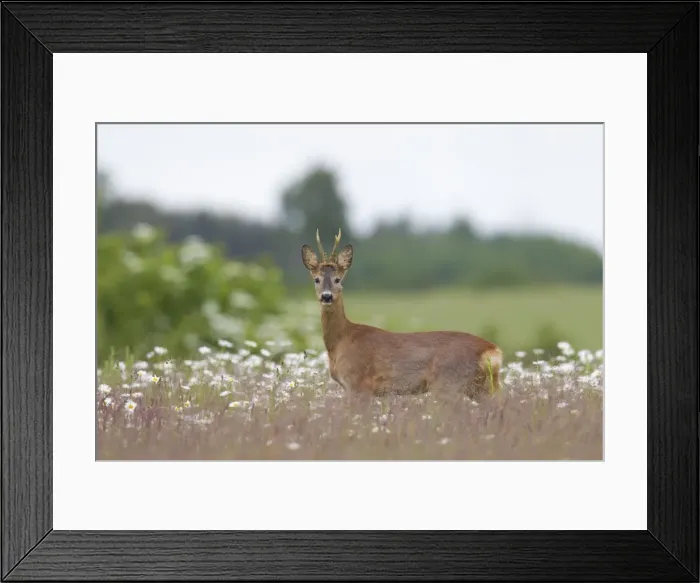 Framed Print : Picture No. 11676488 Framed Print : Picture No. 11676488