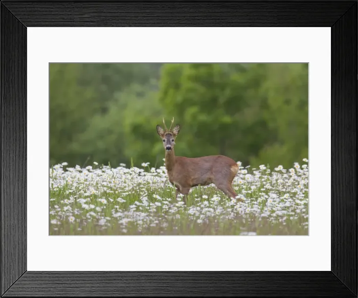 Framed Print : Picture No. 11676489 Framed Print : Picture No. 11676489