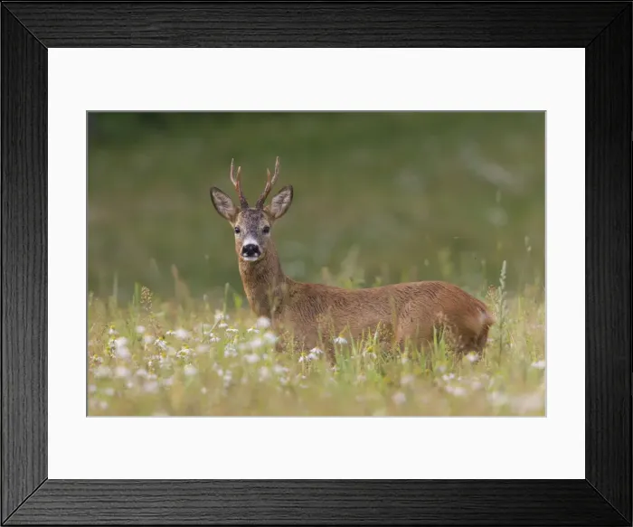 Framed Print : Picture No. 11676491 Framed Print : Picture No. 11676491