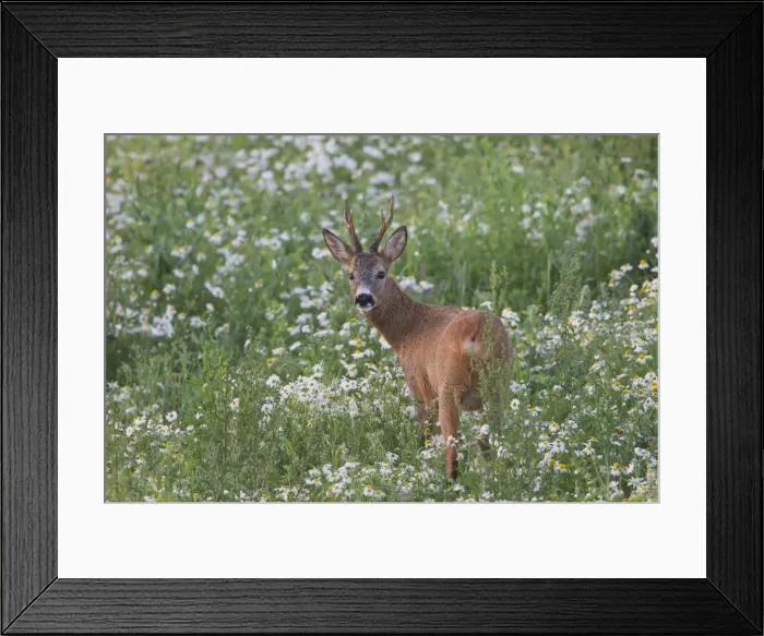 Framed Print : Picture No. 11676490 Framed Print : Picture No. 11676490