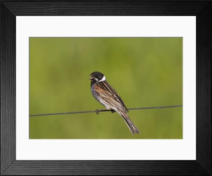 Framed Print : Picture No. 11676504 Framed Print : Picture No. 11676504