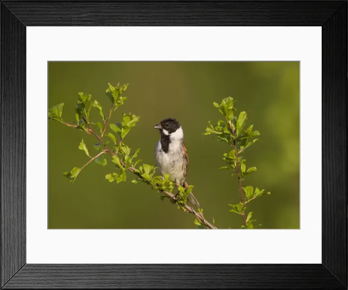 Framed Print : Picture No. 11676505 Framed Print : Picture No. 11676505