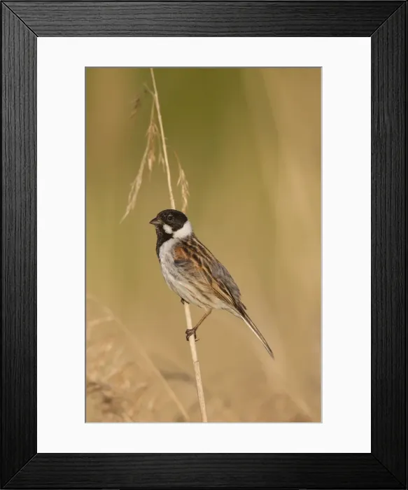 Framed Print : Picture No. 11676507 Framed Print : Picture No. 11676507
