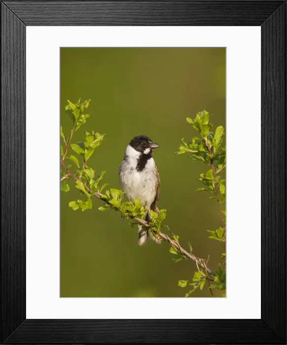 Framed Print : Picture No. 11676506 Framed Print : Picture No. 11676506