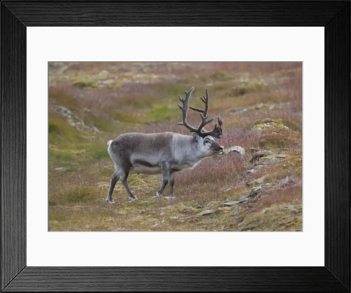 Framed Print : Picture No. 11676508 Framed Print : Picture No. 11676508