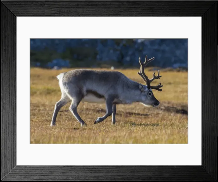Framed Print : Picture No. 11676510 Framed Print : Picture No. 11676510