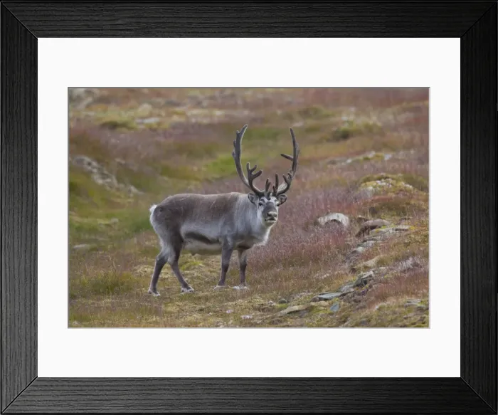 Framed Print : Picture No. 11676509 Framed Print : Picture No. 11676509