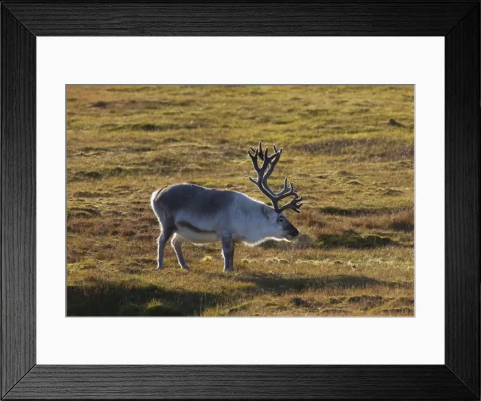 Framed Print : Picture No. 11676511 Framed Print : Picture No. 11676511