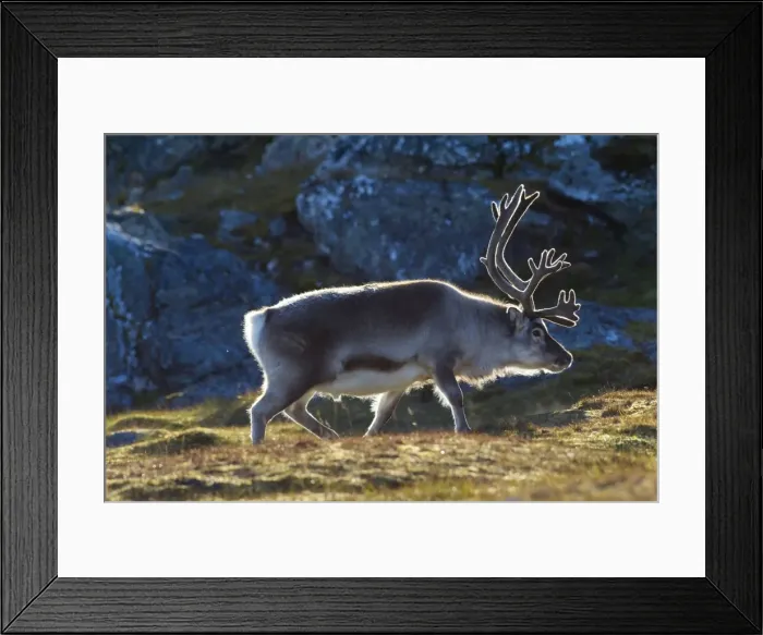 Framed Print : Picture No. 11676512 Framed Print : Picture No. 11676512