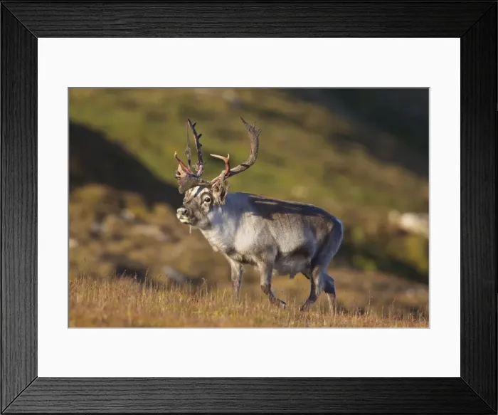 Framed Print : Picture No. 11676514 Framed Print : Picture No. 11676514