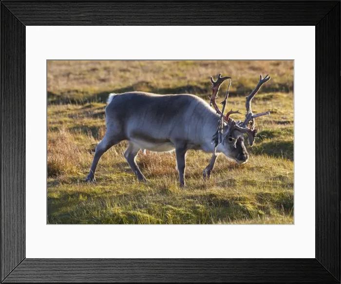 Framed Print : Picture No. 11676513 Framed Print : Picture No. 11676513