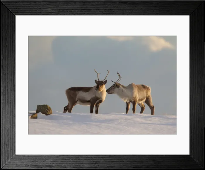 Framed Print : Picture No. 11676516 Framed Print : Picture No. 11676516